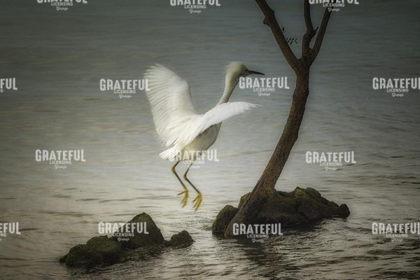 Egret Rising