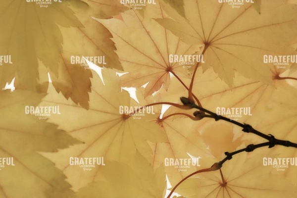 Fall Leaves