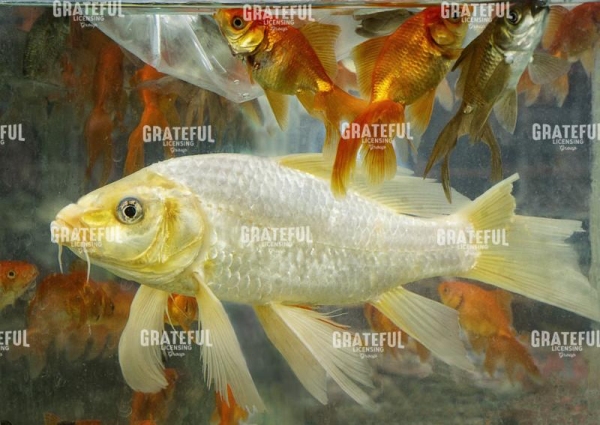 Fish Tank