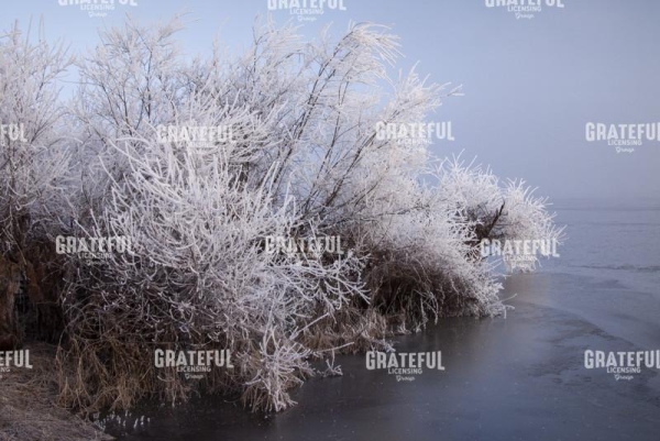 Frozen Bush