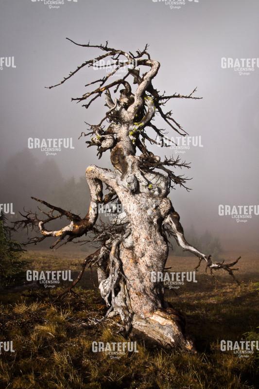 Gnarled Goddess