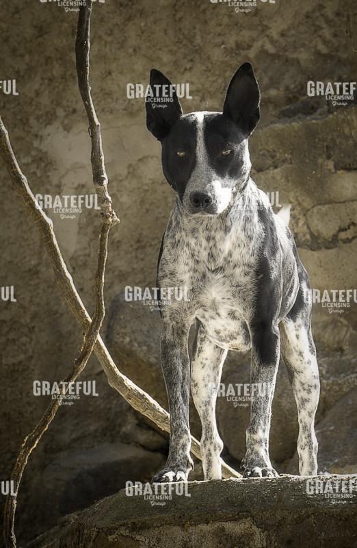 Goatherd Assistant