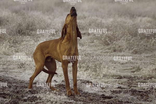 Hilt Hound
