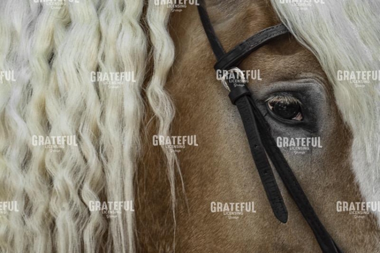 Horse & Mane