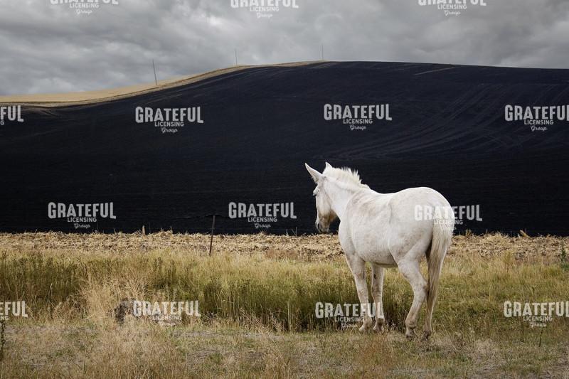 Horse Landscape