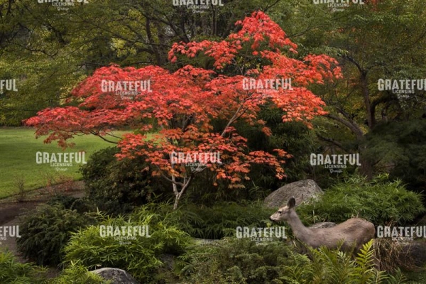 Japanese Garden