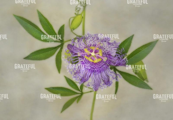 Passion Flower III