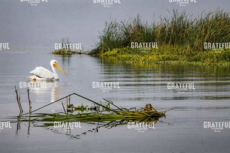 Pelican Calm