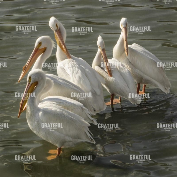 Pelican Poise