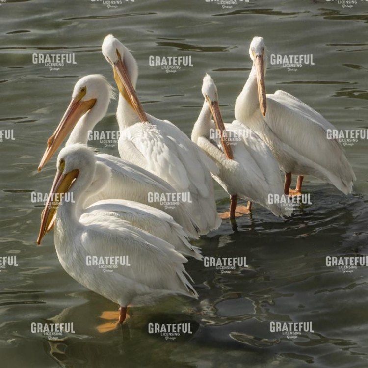 Pelican Poise