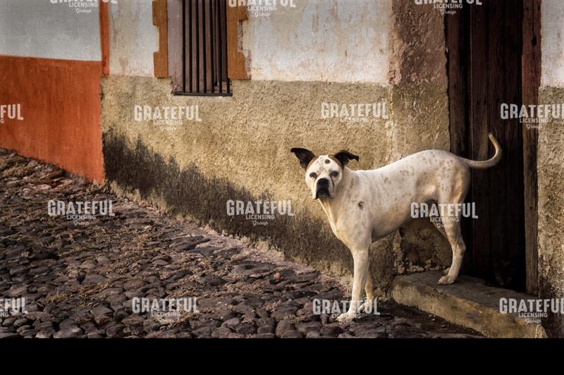Perro en Calle Colon