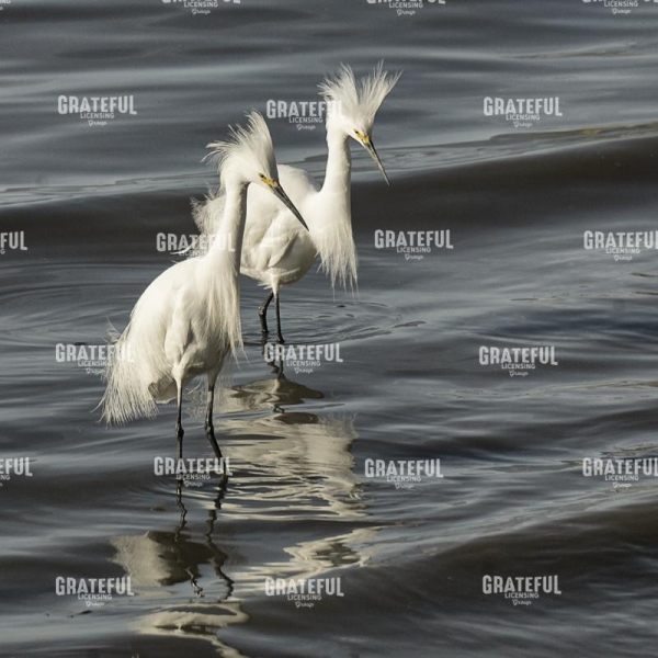 Snowy Egrets