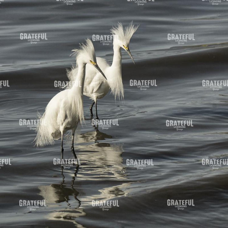Snowy Egrets