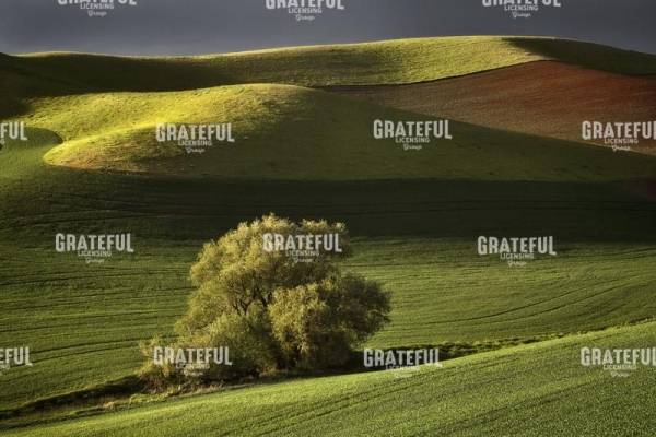 Solitary Tree