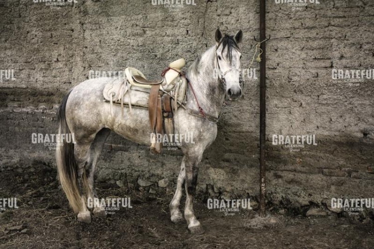 Steed in Waiting