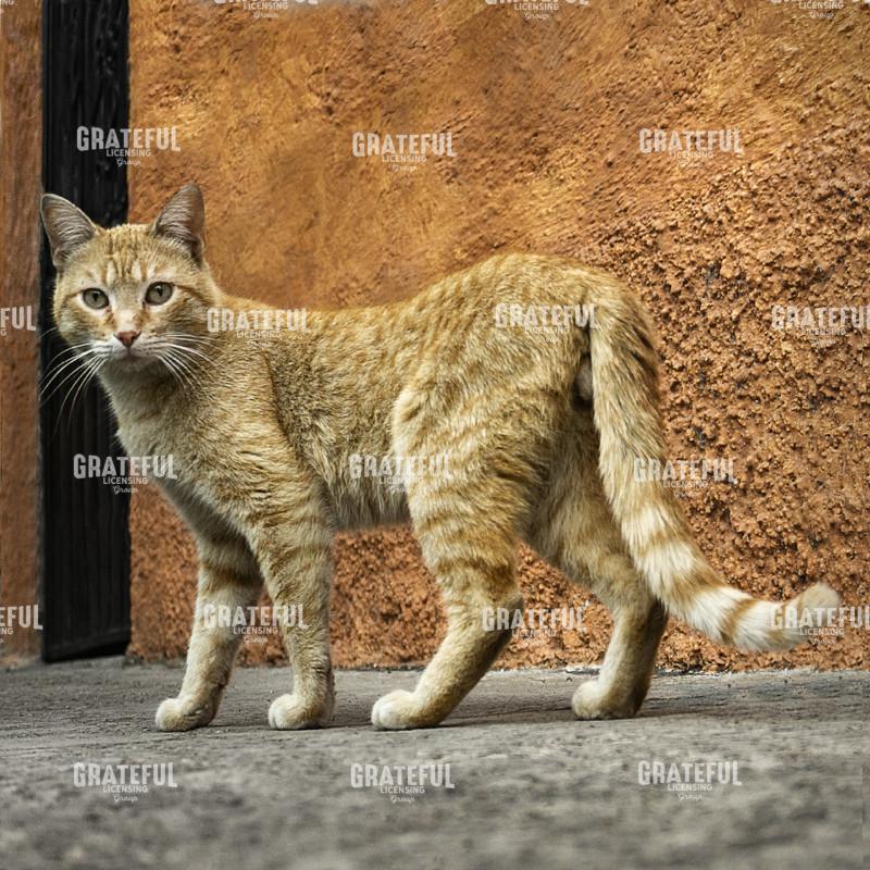 Street Cat