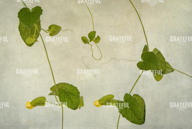 Vine Leaves & Blossoms