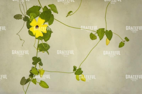 Wall Vines