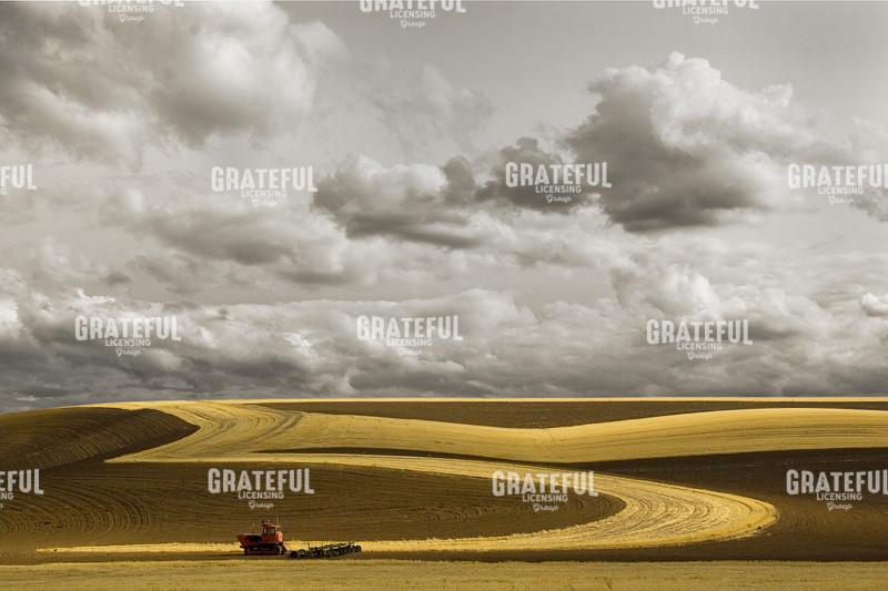 Wheat field & Sky