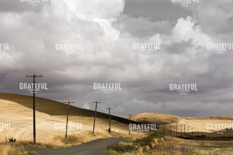 Wheat Landscape