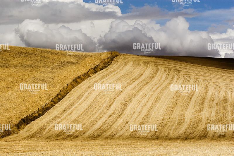 Wheat Landscape