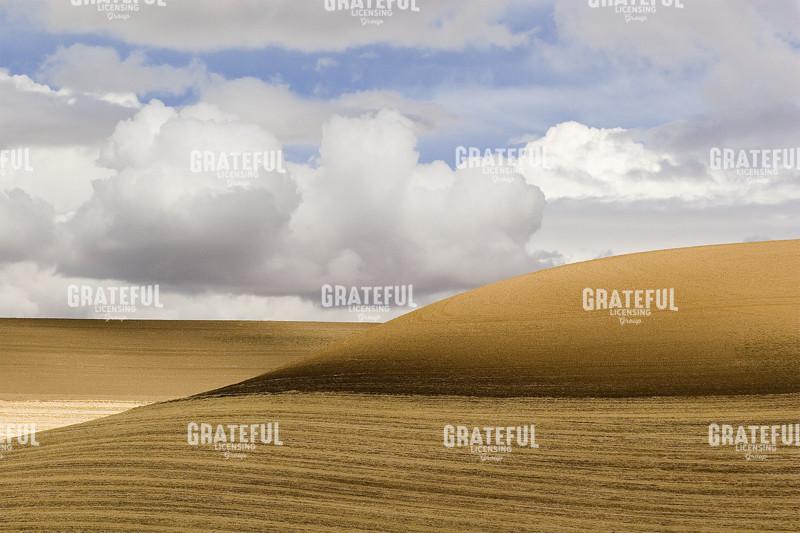 Wheat Landscape