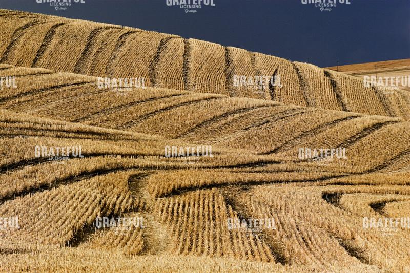 Wheat Landscape