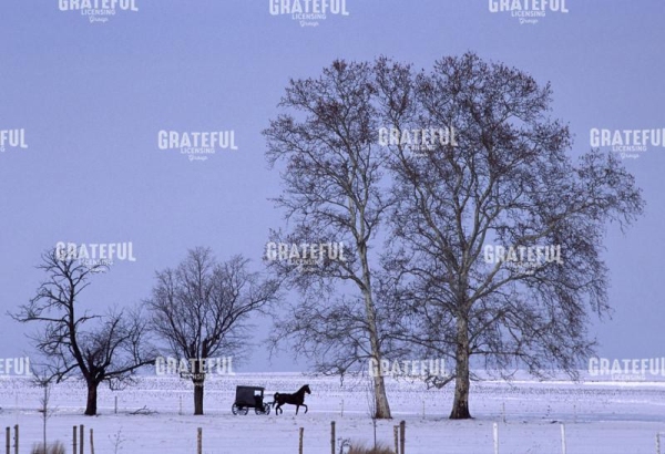 Winter Buggy Scene
