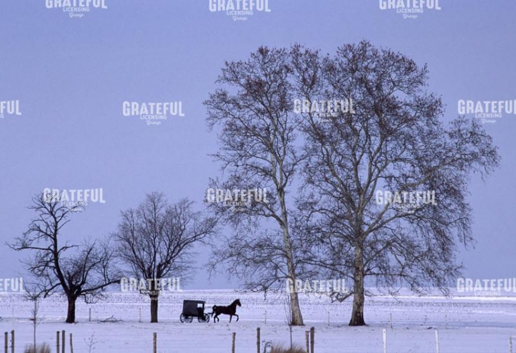 Winter Buggy Scene