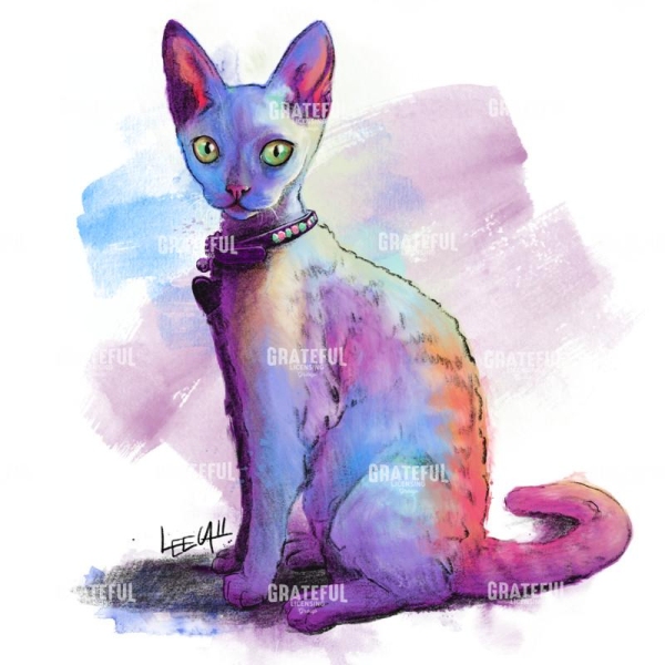 Devon Rex - Chanel