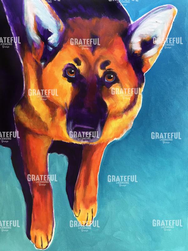 German Shepherd - Kim