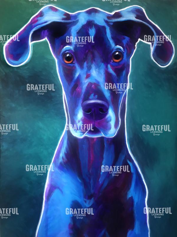 Great Dane - Blue