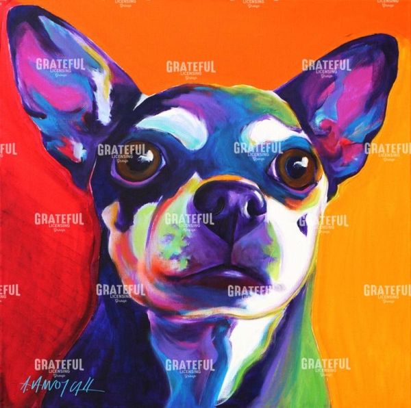 Chihuahua - Dolce