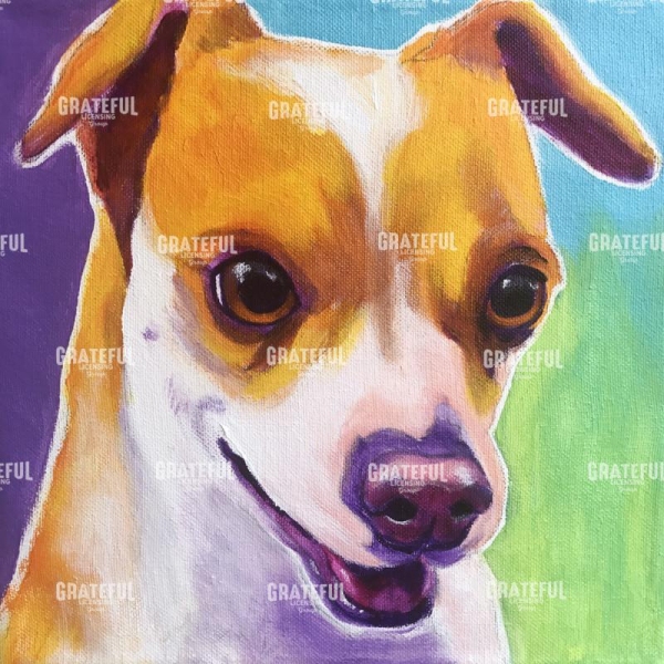 Chihuahua - Duncan