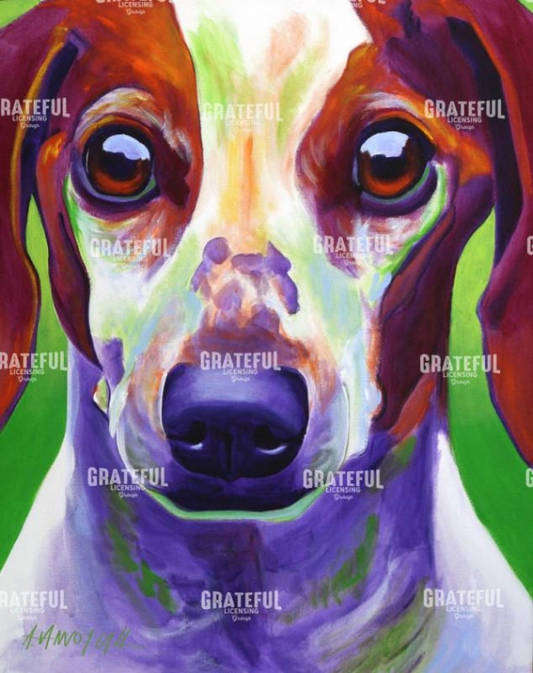 Dachshund - Cooper