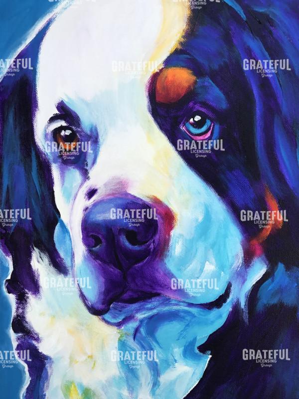 Bernese Mountain Dog - Zeke