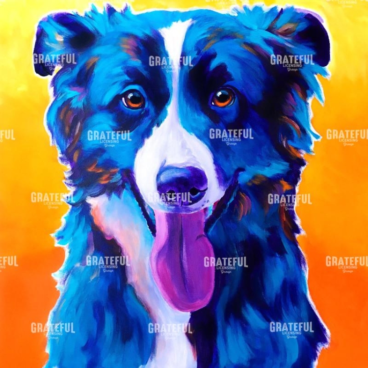 Border Collie - Jinx