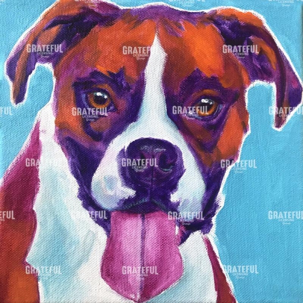 Boxer - Lucy