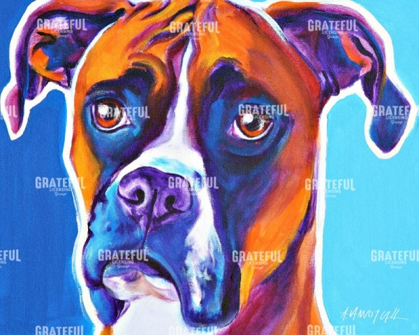 Boxer - Rex