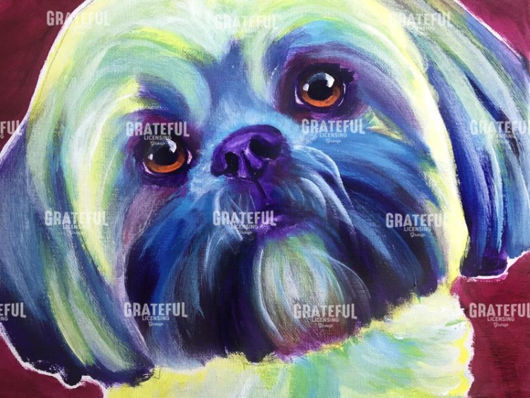 Lhasa apso - Sadie