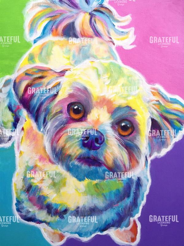 Maltipoo - Ziggy