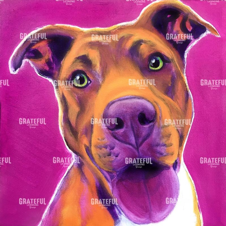Pit Bull - Bama