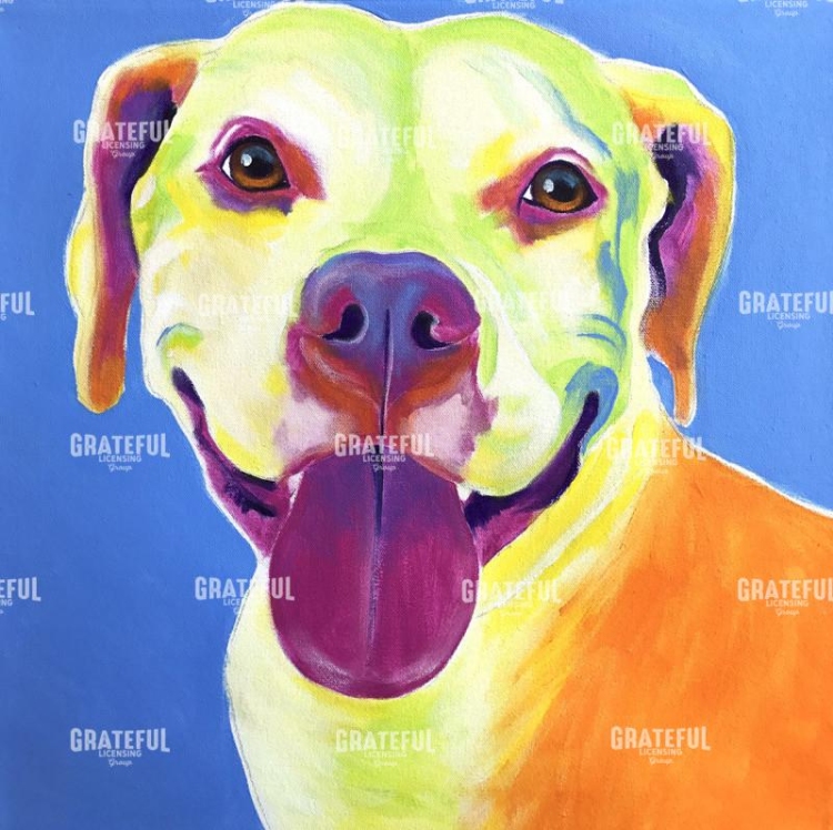 Pit Bull - Daisy