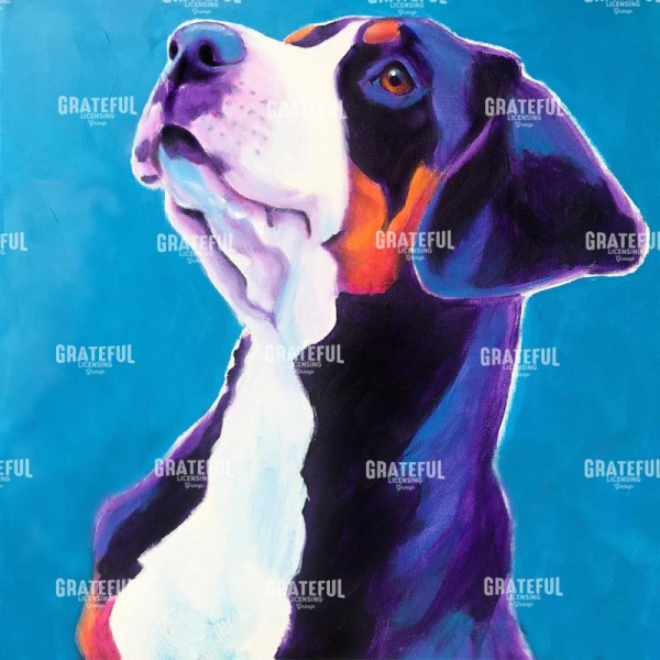 Swissie - puppy