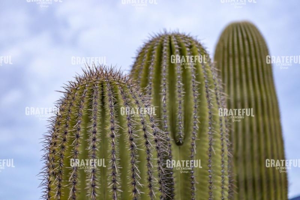 arizona-5.jpg