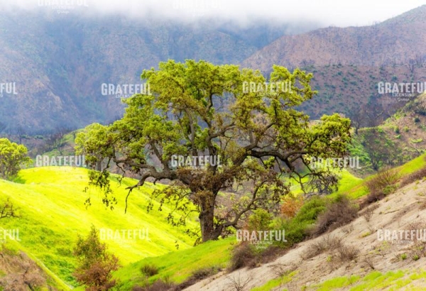 prolab oak tree-9640.jpg