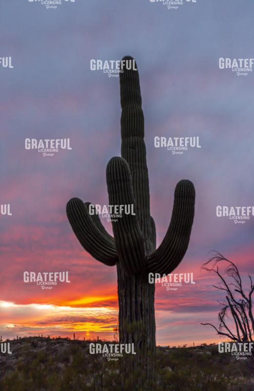 arizona-12.jpg