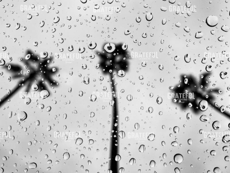 Rainy Daze.jpg