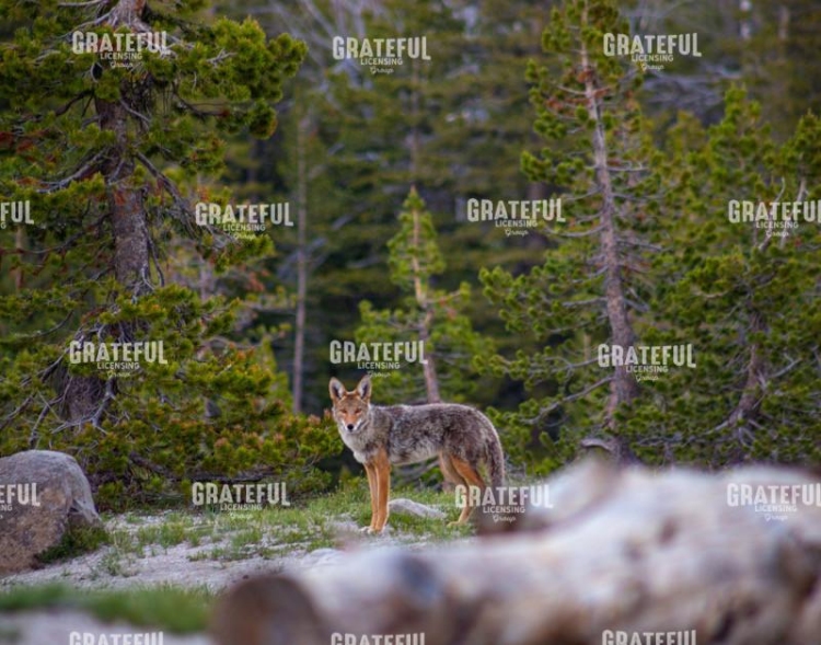mammoth yosemite-0282.jpg