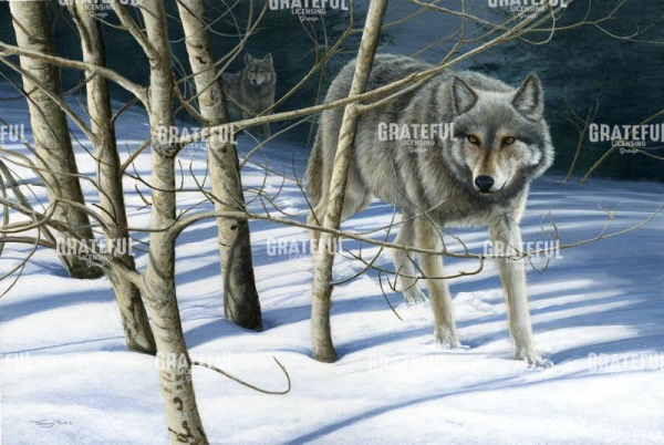 Yellowstone wolves